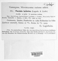 Puccinia lactucina image